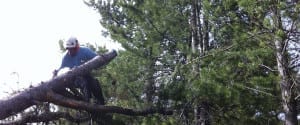 Tree cutting