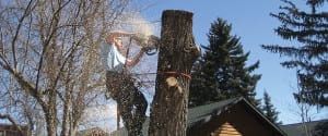 Tree trimming