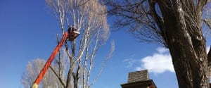 Tree service
