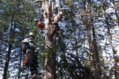 CraneClimb
