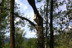 SplitCottonwood