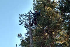 TreeTopped1