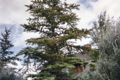 TwineOnSpruce153