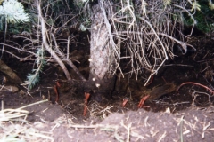 UntwineII152