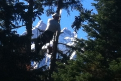 ViewPrune1